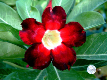 (image for) Adenium Obesum \'Black Beauty\' x 5 Seeds